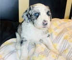 Small #12 Sheepadoodle