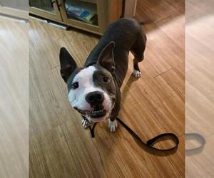 American Pit Bull Terrier Dogs for adoption in Fayetteville, NC, USA