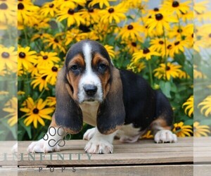 Basset Hound Puppy for sale in MANHEIM, PA, USA