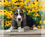 Small Basset Hound
