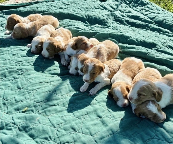 Medium Photo #1 Brittany Puppy For Sale in FISHER, IL, USA