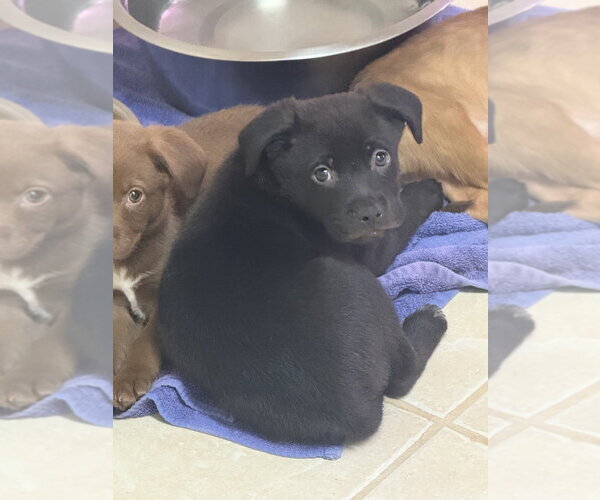 Medium Photo #2 Labrador Retriever-Unknown Mix Puppy For Sale in Osgood, IN, USA