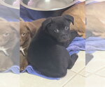 Small #1 Labrador Retriever Mix