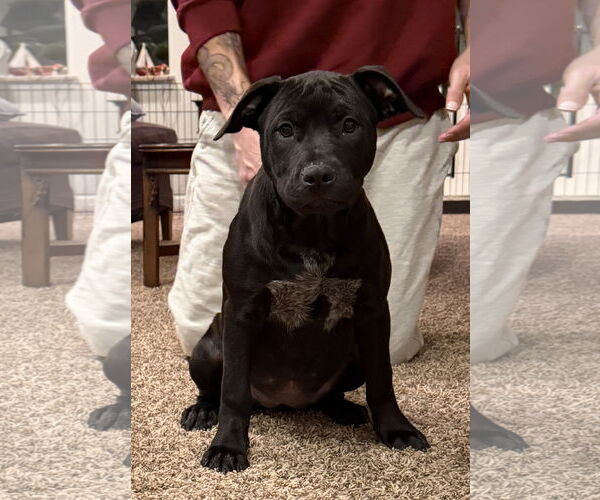 Medium Photo #3 Labrador Retriever-Staffordshire Bull Terrier Mix Puppy For Sale in Pottstown, PA, USA