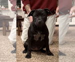 Small #2 Labrador Retriever-Staffordshire Bull Terrier Mix