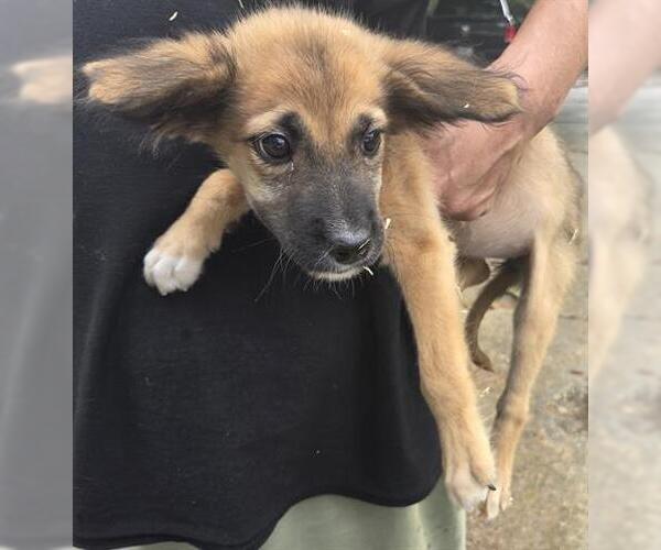 Medium Photo #1 German Shepherd Dog-Unknown Mix Puppy For Sale in Houston, TX, USA