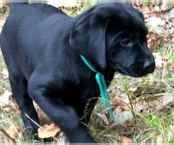 Medium Photo #5 Labrador Retriever Puppy For Sale in NORWALK, CT, USA