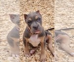 Small Photo #3 American Bully Puppy For Sale in SPRING BRANCH, TX, USA
