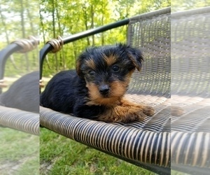 Yorkshire Terrier Puppy for sale in MCMINNVILLE, TN, USA