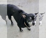 Small #2 Chihuahua Mix