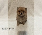 Puppy Glen Pomeranian