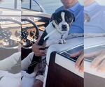 Small #3 Beagle Mix