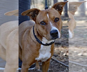 Labrador Retriever-Unknown Mix Dogs for adoption in Rockaway, NJ, USA
