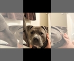 Small Photo #1 American Pit Bull Terrier Puppy For Sale in CHAMBERSBURG, PA, USA