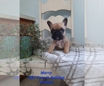 Puppy 2 French Bulldog