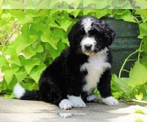 Bernedoodle Puppy for sale in FREDERICKSBG, OH, USA