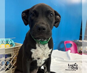 Lab-Pointer Dogs for adoption in Washington, DC, USA