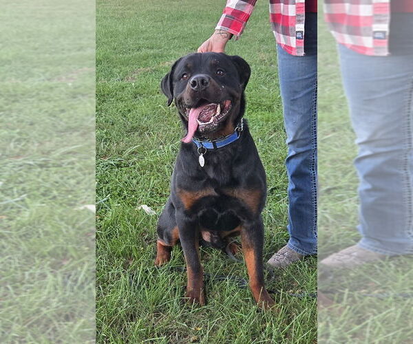 Medium Photo #1 Rottweiler Puppy For Sale in Foristell, MO, USA