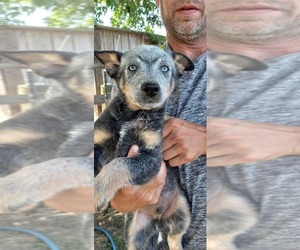 Australian Cattle Dog Puppy for sale in LEITCHFIELD, KY, USA