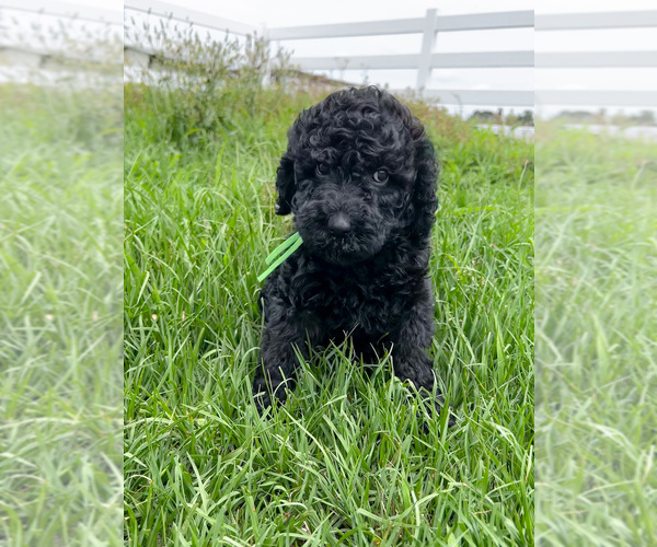 Medium Photo #12 Poodle (Standard) Puppy For Sale in TIMMONSVILLE, SC, USA