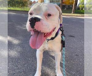 Boxer-Unknown Mix Dogs for adoption in Aurora, CO, USA