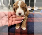 Small #1 Goldendoodle (Miniature)