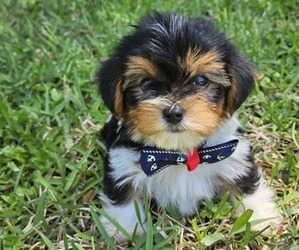 Yorkshire Terrier Puppy for sale in SARASOTA, FL, USA