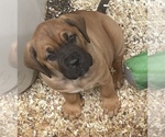 Small Photo #8 Cane Corso-Dogue de Bordeaux Mix Puppy For Sale in GIG HARBOR, WA, USA