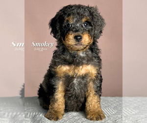 Poodle (Standard) Puppy for sale in TAYLORSVILLE, NC, USA