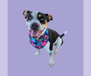 Texas Heeler-Unknown Mix Dogs for adoption in Bakersfield, CA, USA