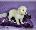 Small Photo #33 English Cream Golden Retriever Puppy For Sale in PEYTON, CO, USA