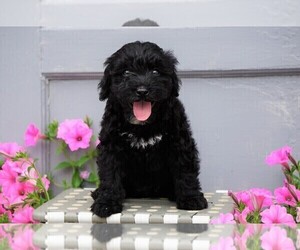 Aussiedoodle-Poodle (Miniature) Mix Puppy for sale in FREDERICKSBG, OH, USA