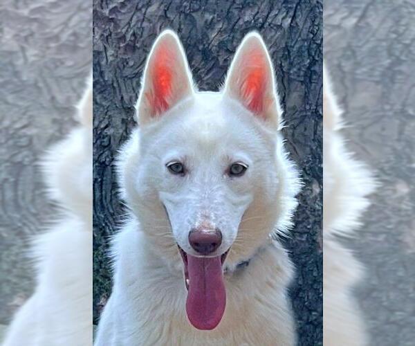 Medium Photo #1 - Mix Puppy For Sale in Hoffman Estates, IL, USA