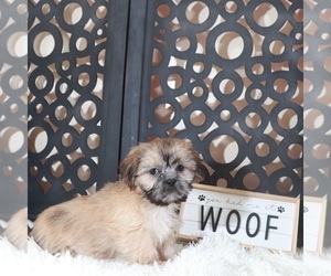 Shih Tzu Puppy for sale in MOUNT VERNON, OH, USA