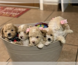 Poodle (Toy) Puppy for sale in ELDERWOOD, CA, USA