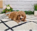 Small #7 Cavapoo (Miniature)