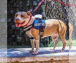 Small #2 American Pit Bull Terrier