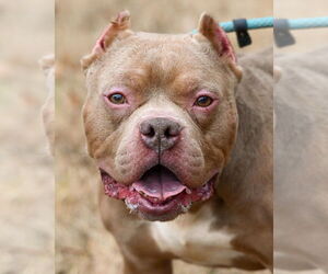 American Pit Bull Terrier Dogs for adoption in Glen Allen, VA, USA