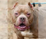 Small American Pit Bull Terrier