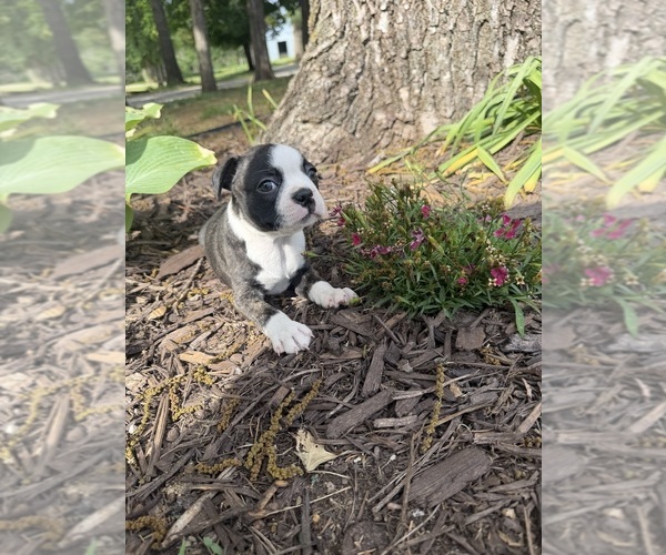 Medium Photo #6 Boston Terrier Puppy For Sale in FREDONIA, KS, USA