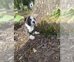 Small #5 Boston Terrier