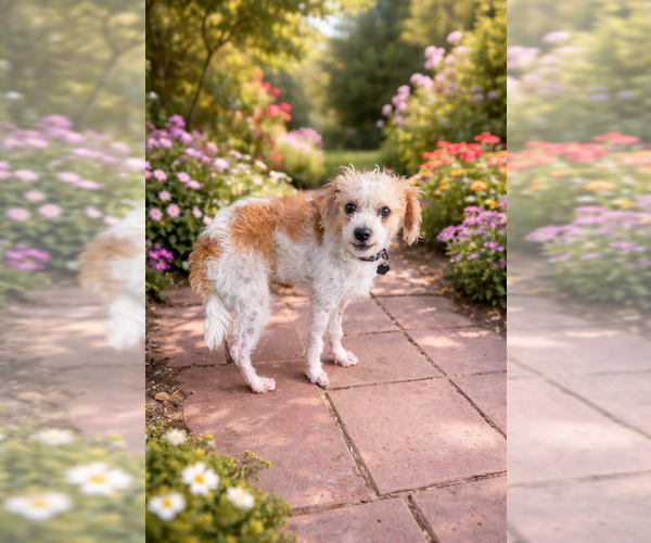 Medium Photo #3 Mutt Puppy For Sale in Menifee, CA, USA