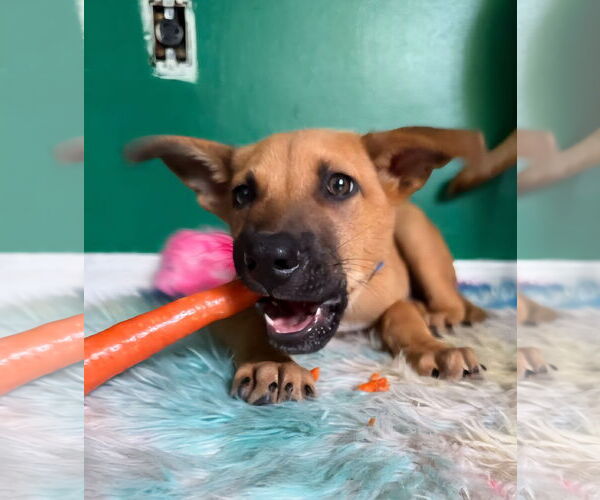 Medium Photo #2 Black Mouth Cur-Unknown Mix Puppy For Sale in Royal Palm Beach, FL, USA