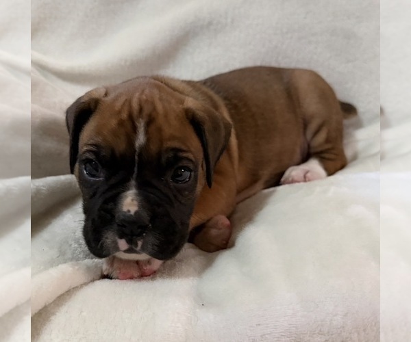 Medium Photo #16 Boxer Puppy For Sale in ALLEGHENY, PA, USA