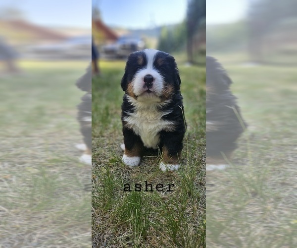 Medium Photo #6 Bernese Mountain Dog Puppy For Sale in SAINT MARIES, ID, USA