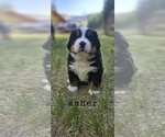 Small #1 Bernese Mountain Dog