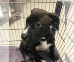 Small Mutt