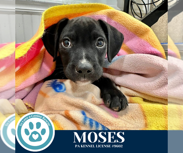 Medium Photo #4 Labrador Retriever-Unknown Mix Puppy For Sale in Kimberton, PA, USA