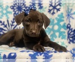 Small Photo #2 Labrador Retriever Puppy For Sale in CEDAR LANE, PA, USA