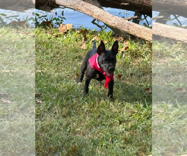 Medium Photo #4 Mutt Puppy For Sale in Germantown, OH, USA